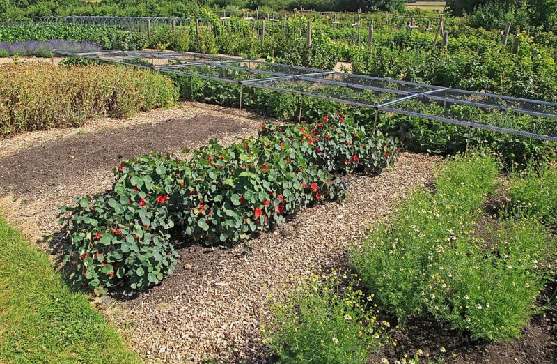 Tropaeolum nasturtium in flower growing in vegetable garden, Sissinghurst castle gardens, Kent, England, UK