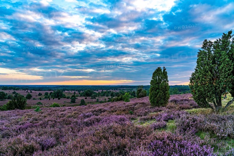 Heather blossom of the broom heather, in the Lüneburg Heath nature reserve, near Wilseder Berg, near Niederhaverbeck, Lower Saxony, Germany, Europe