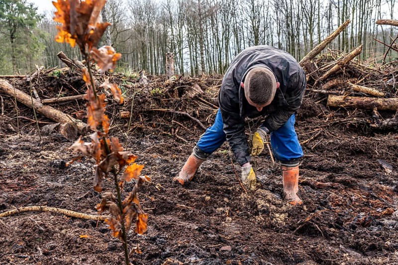 Reforestation in the Arnsberg Forest near Rüthen-Nettelstädt, Soest district, forestry workers plant young oak trees, 2 years old, in previously drilled holes, on the site of a spruce forest that had died and been felled due to heavy bark beetle infestation, North Rhine-Westphalia, Germany, Europe