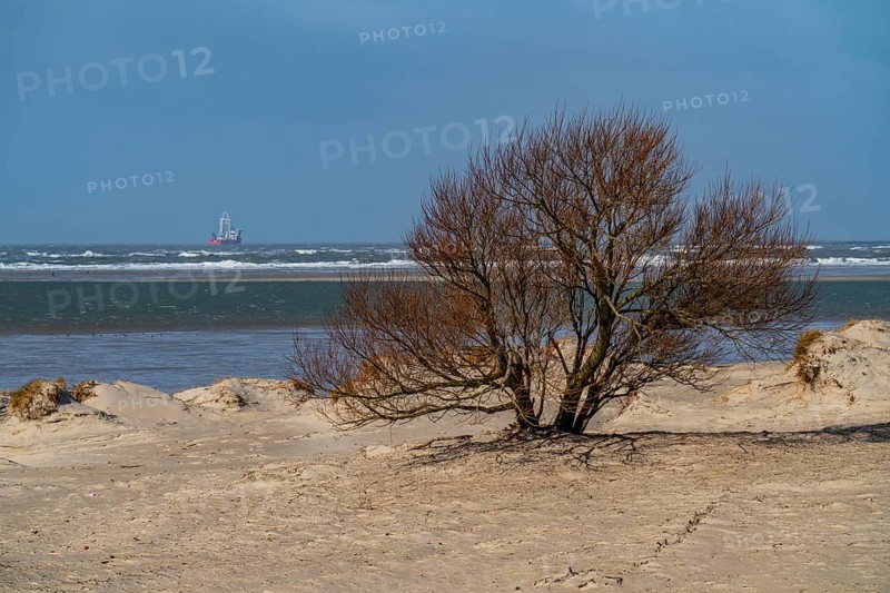 Dune landscape, tree, wind fugitive, in the west of Borkum, island, East Frisia, winter, season, autumn, Lower Saxony, Germany, Europe