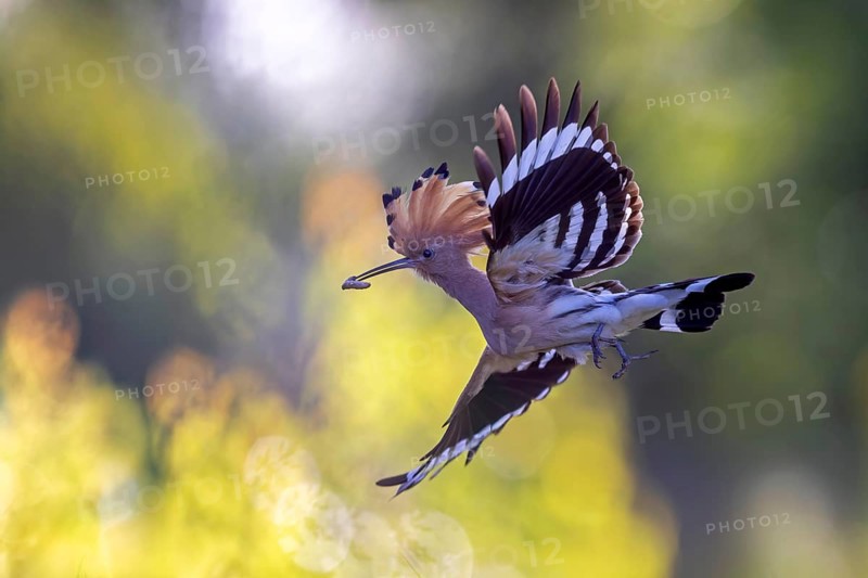 Hoopoe (Upupa epops) Bird of the Year 2022, with beetle larva as prey, erect cap, sunrise, golden hour, backlight, flying, Middle Elbe Biosphere Reserve, Saxony-Anhalt, Germany, Europe