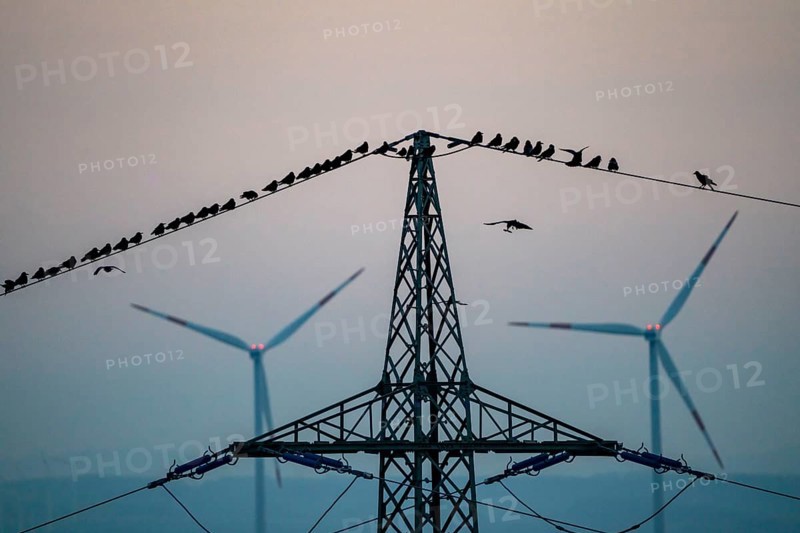 Many birds, rooks, sitting on a high-voltage power line after sunset, wind power plants, Hamm, North Rhine-Westphalia, Germany, Europe
