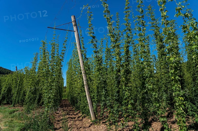 Hop growing area of the Bitburger brewery, Siegelhopfen, for the Bitburg Pils beer, near Irrel, Naturpark Südeifel, Rhineland-Palatinate, Germany, Europe