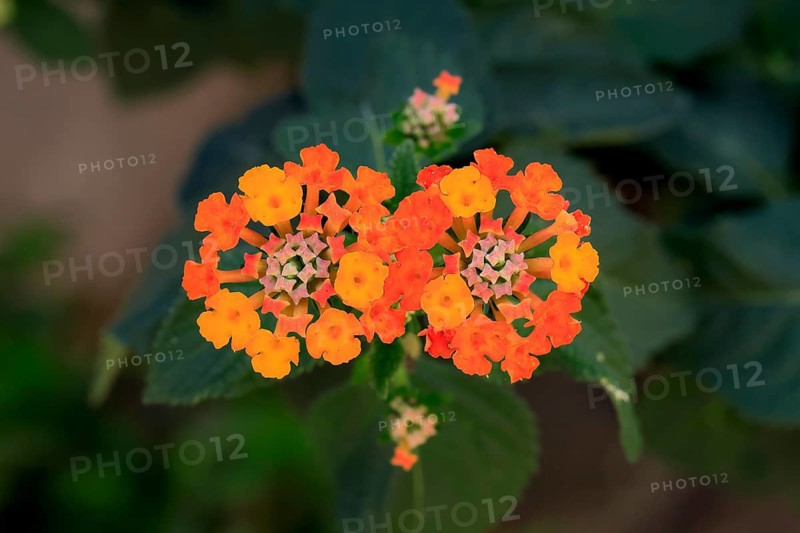 Spanish flag (Lantana camara), blooming, flower, Elllerstadt, Germany, Europe