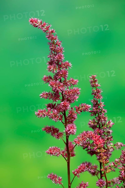 Astilbe, flowering, blossom, Elllerstadt, Germany, Europe