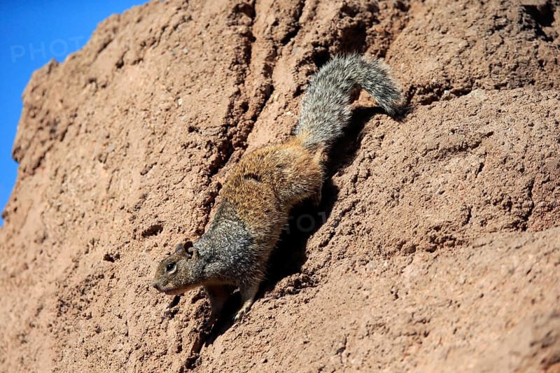 Rock gopher, (Otospermophilus variegatus), adult, on rocks, vigilant, Sonoran Desert, Arizona, North America, USA, North America