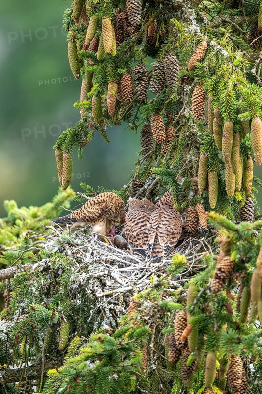 Common kestrel (Falco tinnunculus), female adult bird feeding young birds not yet ready to fly in the nest, Rhineland-Palatinate, Germany, Europe