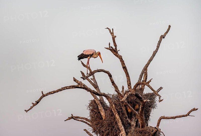 Yellow-billed stork (Mycteria ibis) sitting on a dead tree with weaver's nest, Sunset Dam, Southern Kruger National Park, Kruger National Park, South Africa, Africa
