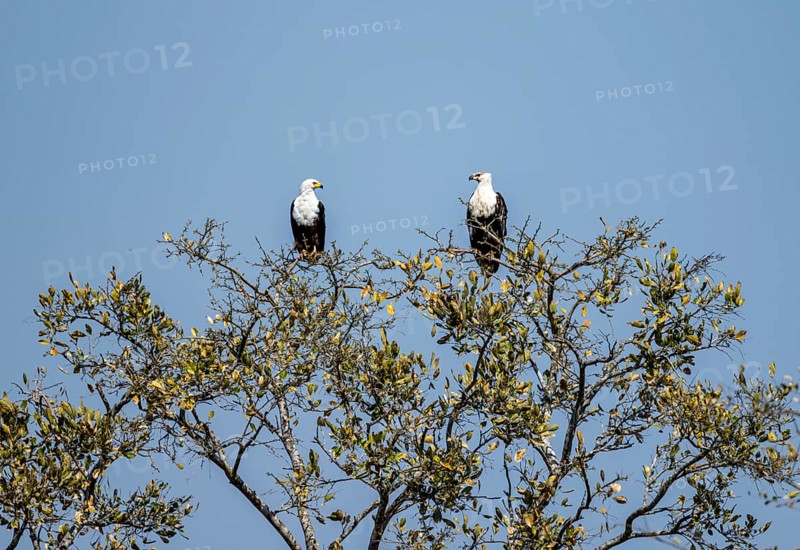Two Lesser Spotted Eagles (Haliaeetus vocifer) perched in a tree against a blue sky, adult and juvenile bird, Kruger National Park, South Africa, Africa
