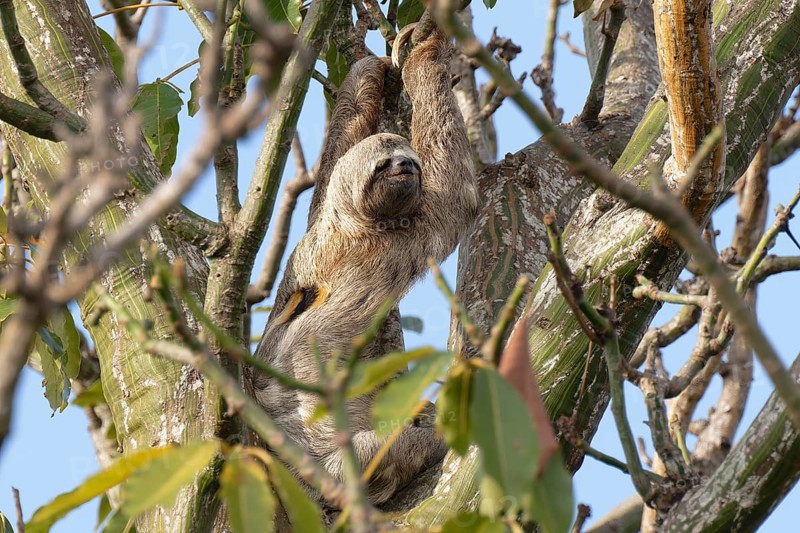 Brown throated Three toed Sloth, Bradypus variegatus, in a tree, Amazon basin, Brazil, South America