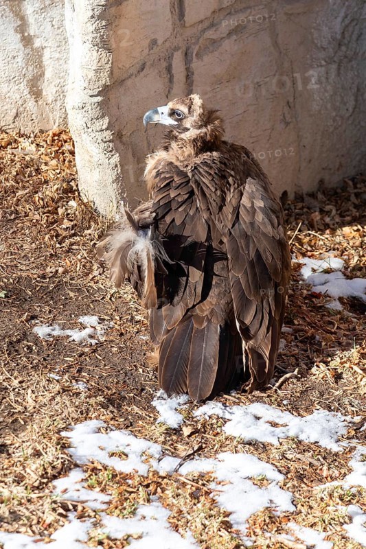 Denver, Colorado, A cinereous vulture (Aegypius monachus) at the Denver Zoo