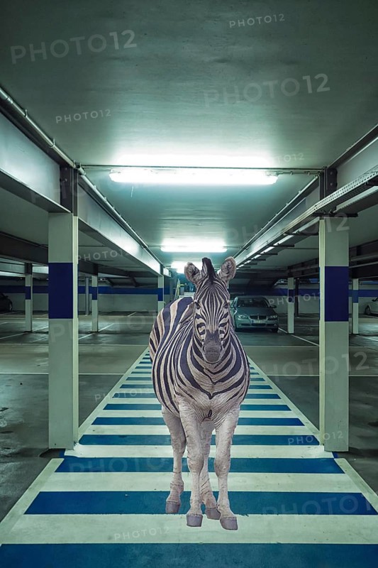 Funny photo, zebra standing on zebra crossing in car park
