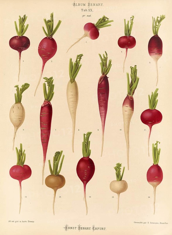Vegetable, radish, after Ernst Samuel Benary (10 November 1819, 19 February 1893), Hessian horticulturalist, Historical, digitally restored reproduction from a 19th century original, Record date not stated