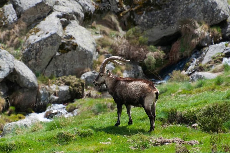An ibex stands in a meadow against a background of rocks and a small stream, Gredos ibex (Capra pyrenaica victoriae), spanish ibex (Capra pyrenaica), Iberian ibex, Reserva national de Gredos, Sierra de Gredos, Ávila, Avila, Madrid, Spain, Europe