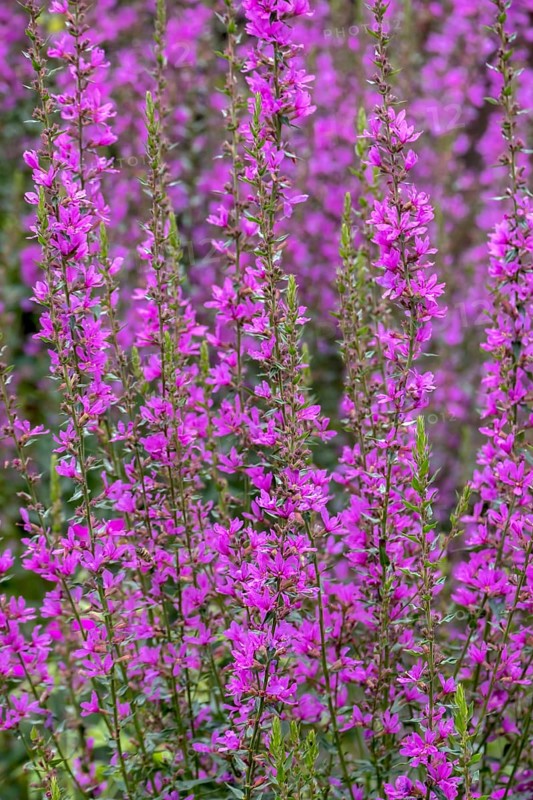 Purple loosestrife (Lythrum salicaria), spiky loosestrife, flowering purple lythrum, North Rhine-Westphalia, Germany, Europe