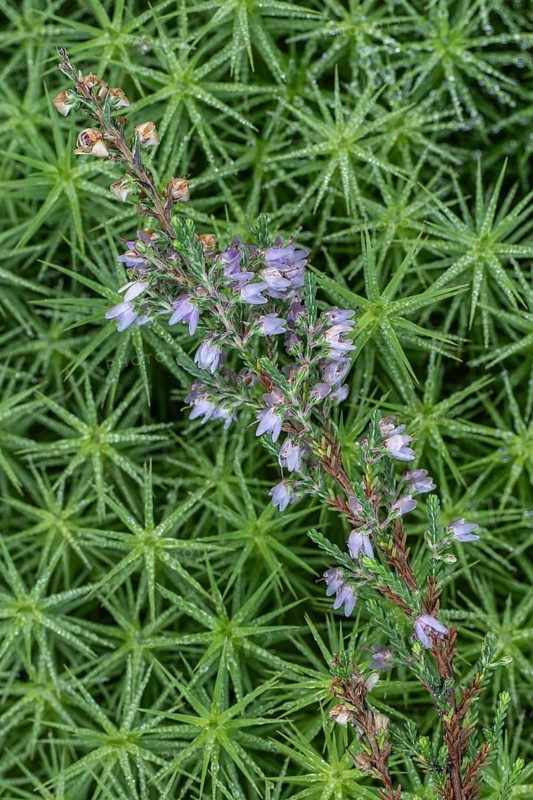 Broom heather (Calluna vulgaris) in common moss (Polytrichum commune), Emsland, Lower Saxony, Germany, Europe