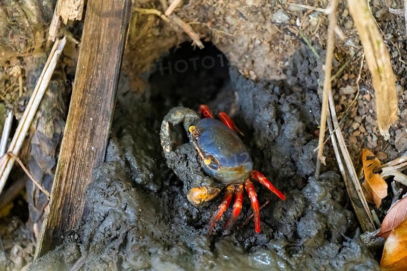 Harlequin crab (Cardisoma armatum), at the entrance of a burrow Manuel Antonio National Park, Puntarenas district, Costa Rica, Central America