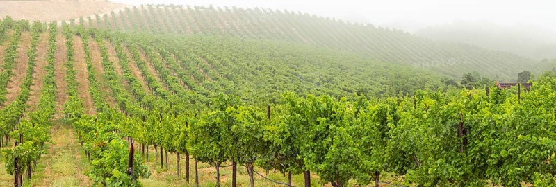 Beautiful grape vineyard landscape banner