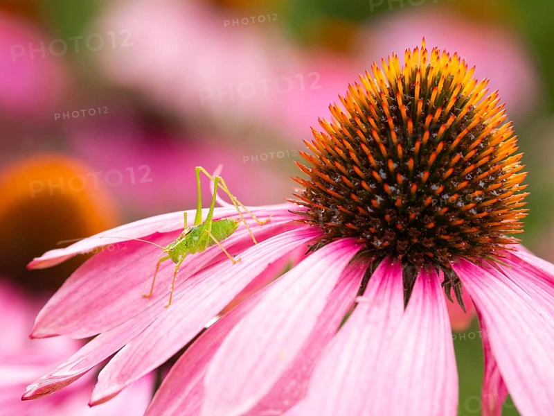 A green grasshopper perched on the petal of a vibrant pink echinacea flower in a garden, Female Speckled bush cricket (Leptophytes punctatissima), without developed wings, resting on Purple Coneflower (Echinacea purpurea), covered with dewdrops, in garden, Hesse, Germany, Europe