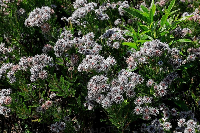 Serruria fucifolia (Serruria fucifolia), flowers, flowering, bush, fynbos, Kirstenbosch Botanical Gardens, Cape Town, South Africa, Africa