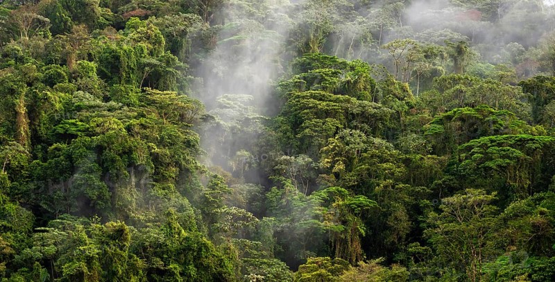 Fog drifts through the rainforest, treetops in the dense forest, mountain rainforest, Alajuela province, Costa Rica, Central America