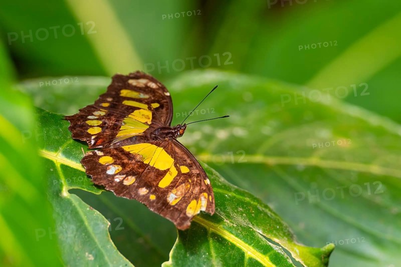 Malachite butterfly (Siproeta stelenes) (Metamorpha stelenes), butterfly sitting on a leaf, Alajuela province, Costa Rica, Central America