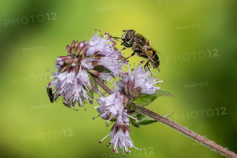 Drone fly (Eristalis interrupta) on water mint (Mentha aquatica), Emsland, Lower Saxony, Germany, Europe