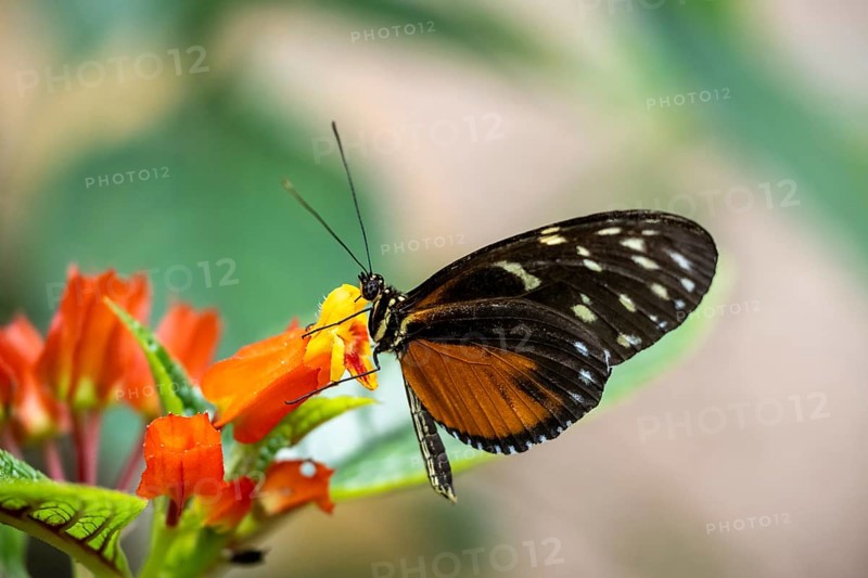 Tarricina half-glasswinged butterfly (Tithorea tarricina pinthias), red and black butterfly sitting on a flower, Alajuela province, Costa Rica, Central America