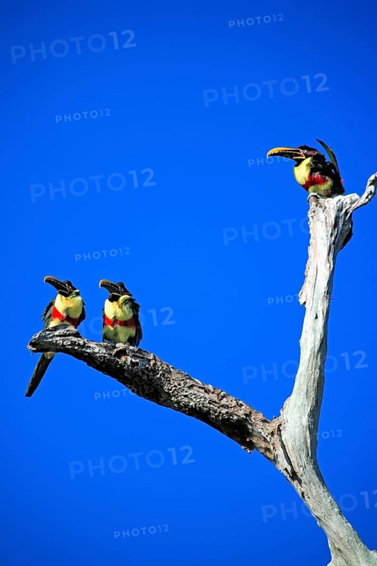 Brown-eared Aracari (Pteroglossus castanotis), adult, group, on tree, Pantanal, Brazil, South America