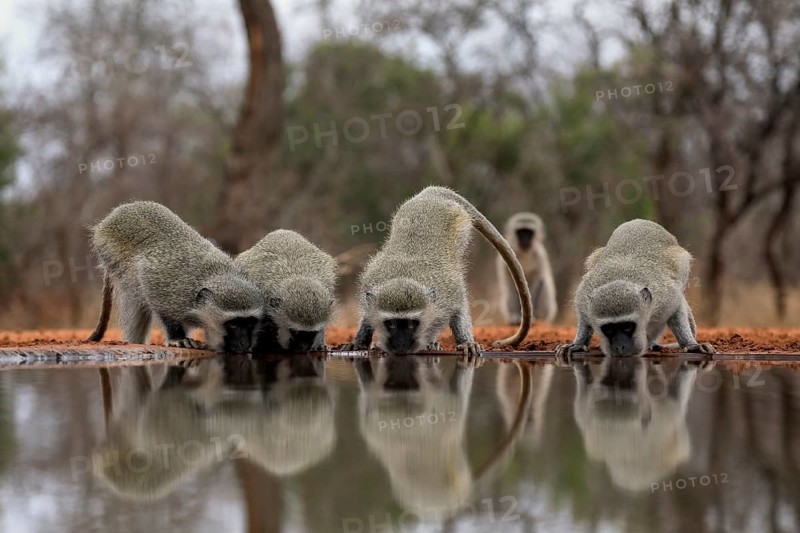 Vervet Monkey (Chlorocebus pygerythrus), adult, group, drinking, at the water, Kruger National Park, Kruger National Park, Kruger National Park South Africa