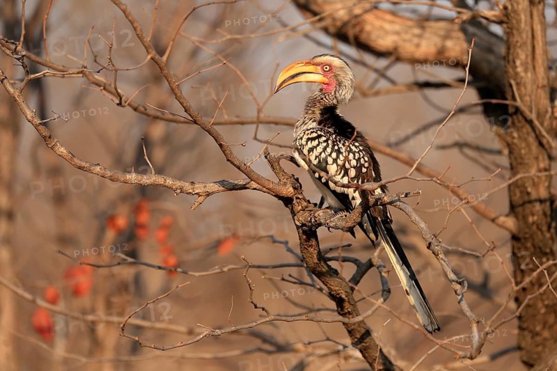 Southern Yellow-billed Hornbill, Red-ringed Hornbill (Tockus leucomelas), adult, on wait, Kruger National Park, Kruger National Park, Kruger National Park South Africa