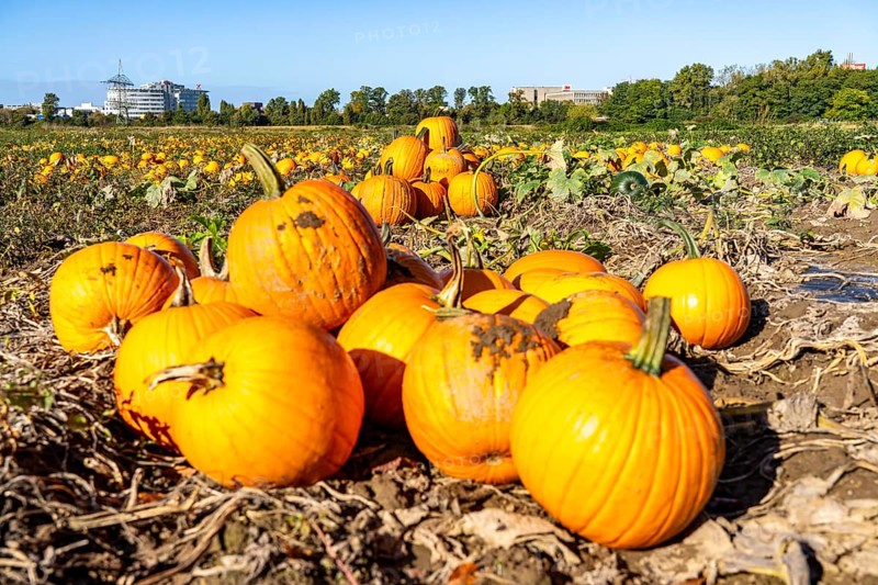 Pumpkin field, ripe pumpkins, shortly in front of harvest, near Neuss, North Rhine-Westphalia, Germany, Europe