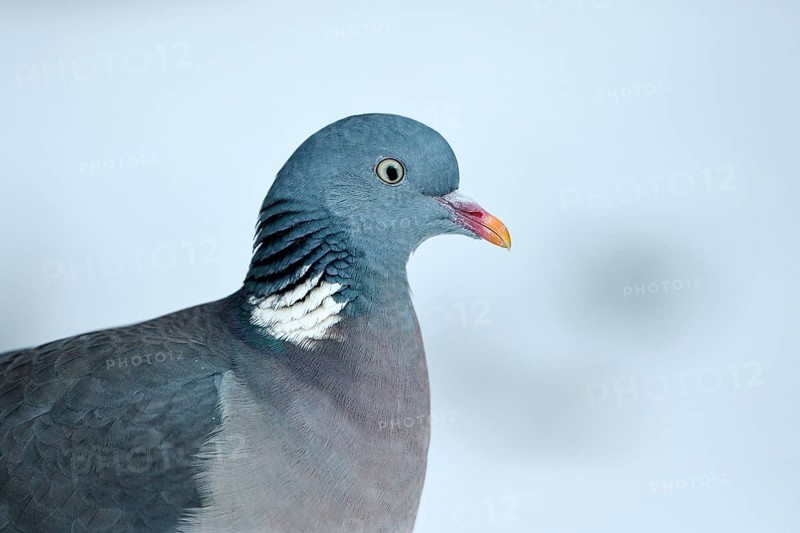 Wood pigeon (Columba palumbus), portrait, in the snow, winter feeding, Oberhausen, Ruhr area, North Rhine-Westphalia, Germany, Europe