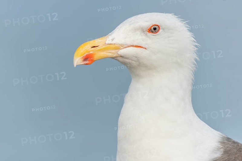 Lesser Black-backed Gull (Larus fuscus) portrait in a harbour on the Atlantic coast. Camaret, Crozon, Finistere, Brittany, France, Europe