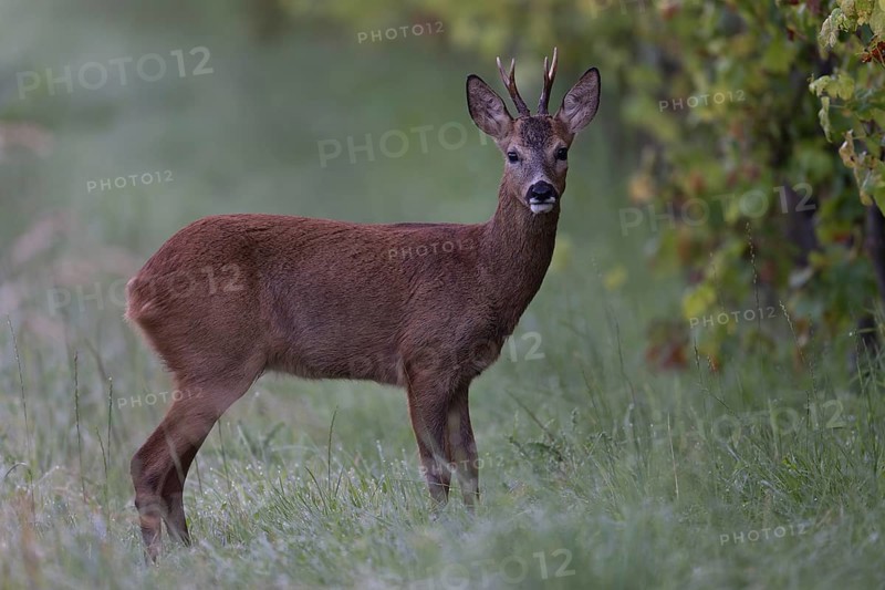 Roebuck in summer, leaf time, Wittlich, Rhineland-Palatinate, Germany, Europe