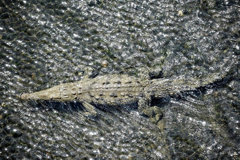 American crocodile (Crocodylus acutus) swimming in the water, from above, Rio Tarcoles, Carara National Park, Puntarenas Province, Costa Rica, Central America