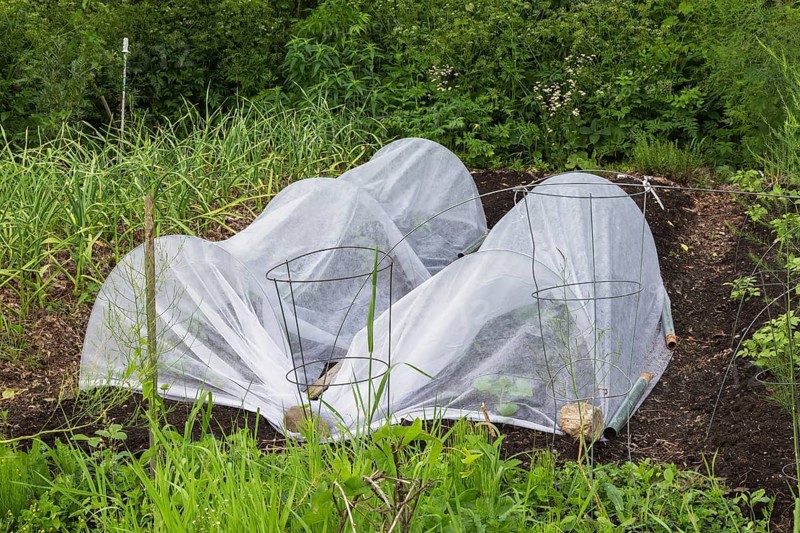 Mixed vegetable plants growing in tunnel cloches made of white fabric in vegetable garden in backyard in spring, Quebec, Canada, North America