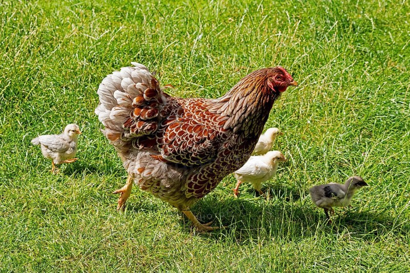 Chicken with chicks, Eime, Leinebergland, Lower Saxony, Germany, Europe