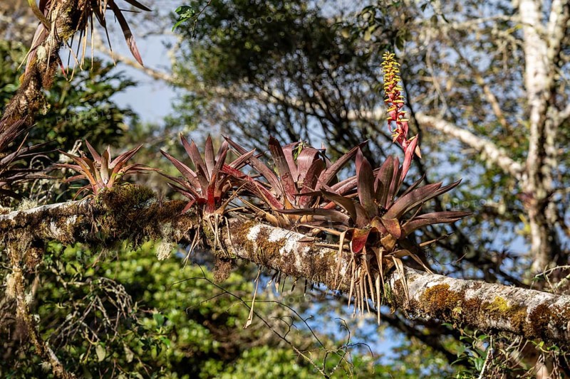 Bromeliads, vegetation in the cloud forest, mountain rainforest, Parque Nacional Los Quetzales, Costa Rica, Central America