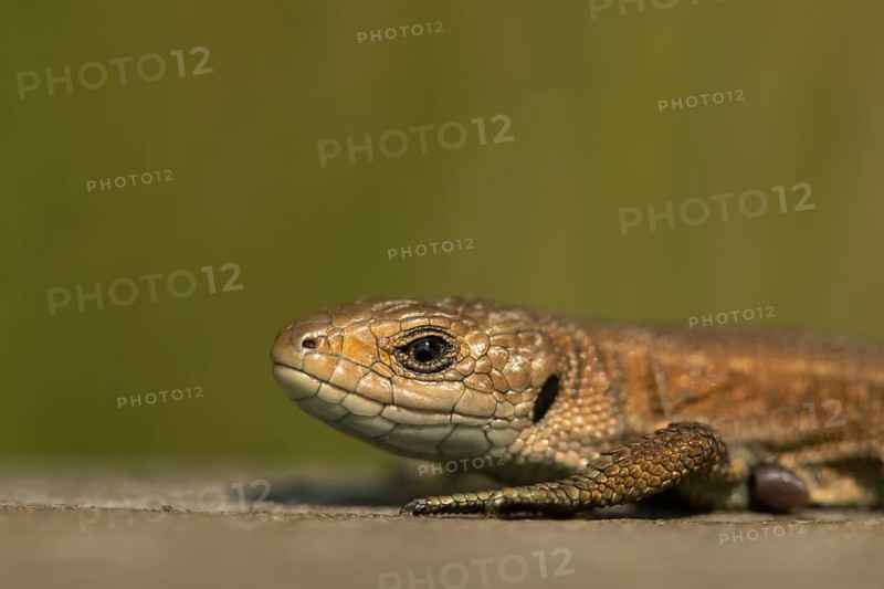 Common lizard (Zootoca vivipara) adult reptile basking on a wooden sleeper, England, United Kingdom, Europe