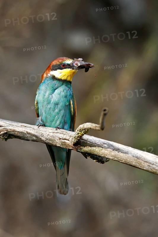 Bee-eater (Merops apiaster), bird on a perch with an insect in its beak, Salzlandkreis, Saxony-Anhalt, Germany, A bee-eater sits on a branch with a prey in its beak, the background is blurred, Bee-eater (Merops apiaster), bird on a perch with an insect in its beak, Salzlandkreis, Saxony-Anhalt, Germany, Europe