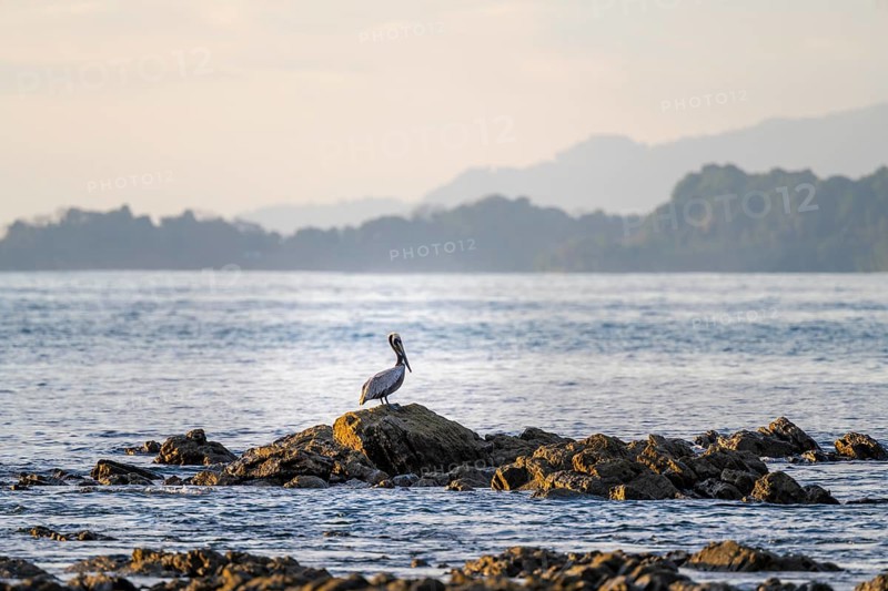 Brown pelican on the coast, Marino Ballena National Park, South Pacific beach and sea, Puntarenas province, Osa, Costa Rica, Central America