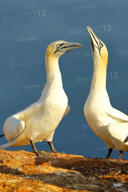 Northern gannet (Morus bassanus) pair greeting each other, Heligoland, Lower Saxony, Germany, Europe