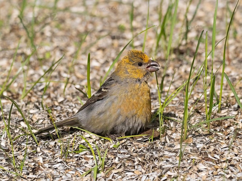 Pine Grosbeak (Pinicola enucleator), adult female, perched on the ground amongst sunflower seed husks, below bird feeding station, feeding and sunbathing, May, Finnish Lapland
