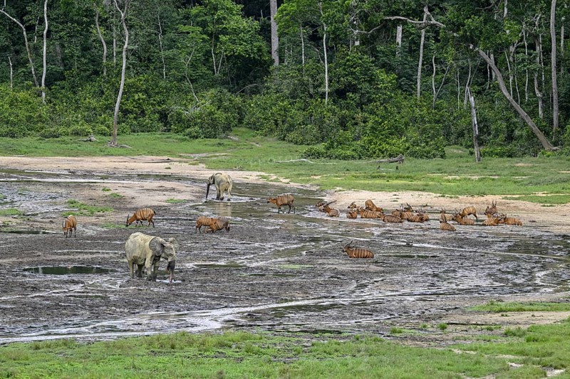 Forest elephants (Loxodonta cyclotis) and bongo antelopes (Tragelaphus eurycerus) in the Dzanga Bai forest clearing, Dzanga-Ndoki National Park, Unesco World Heritage Site, Dzanga-Sangha Complex of Protected Areas (DSPAC), Sangha-Mbaéré Prefecture, Central African Republic, Africa