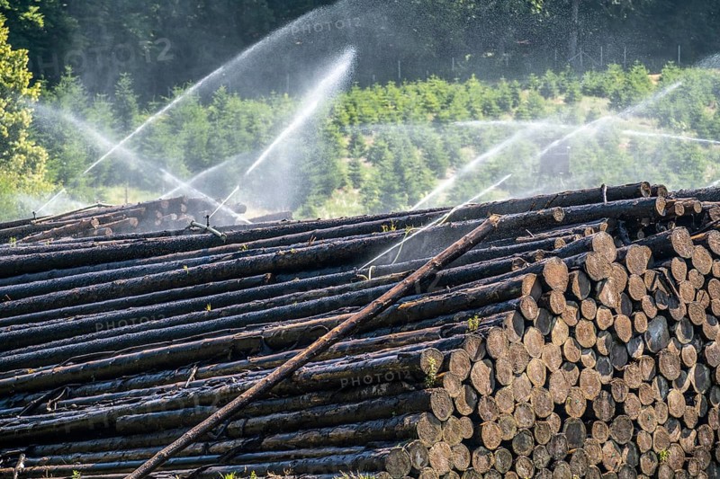 Wet wood storage of a sawmill, timber that is stored longer is sprinkled with water so that the logs soak up water and thus keep pests away and the wood is not too dry and cracks for processing, spruce wood, Arnsberg Forest, Ansberg, North Rhine-Westphalia, Germany, Europe