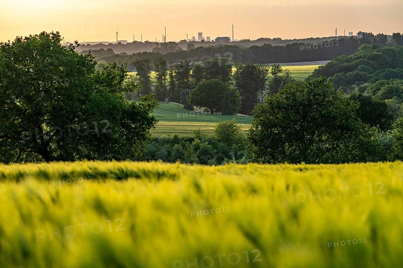 View over the Ruhr valley, to the west, from Mülheim an der Ruhr, in the direction of Duisburg-Bruckhausen, Thyssenkrupp Steel industrial backdrop, grain fields in the evening sun, North Rhine-Westphalia, Germany, Europe