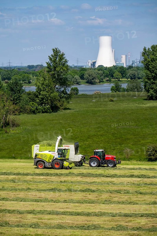 Hay harvest, on a Rhine meadow near Duisburg-Beeckerwerth, a forage harvester picks up the cut grass, which was piled up in strips after cutting, and loads it into a silage wagon, cattle feed, in the background the STEAG power plant Walsum, North Rhine-Westphalia, Germany, Europe