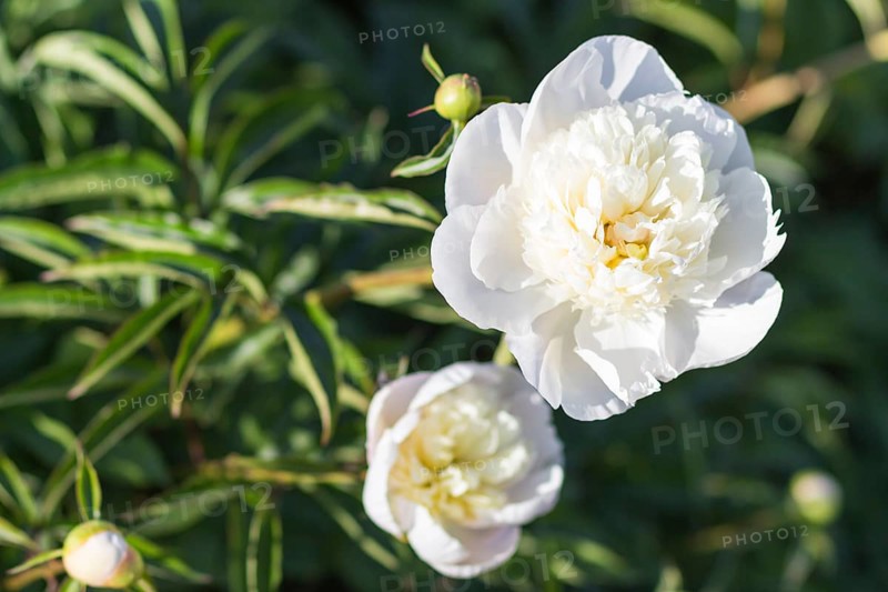 Pink peony flower in a botanical garden