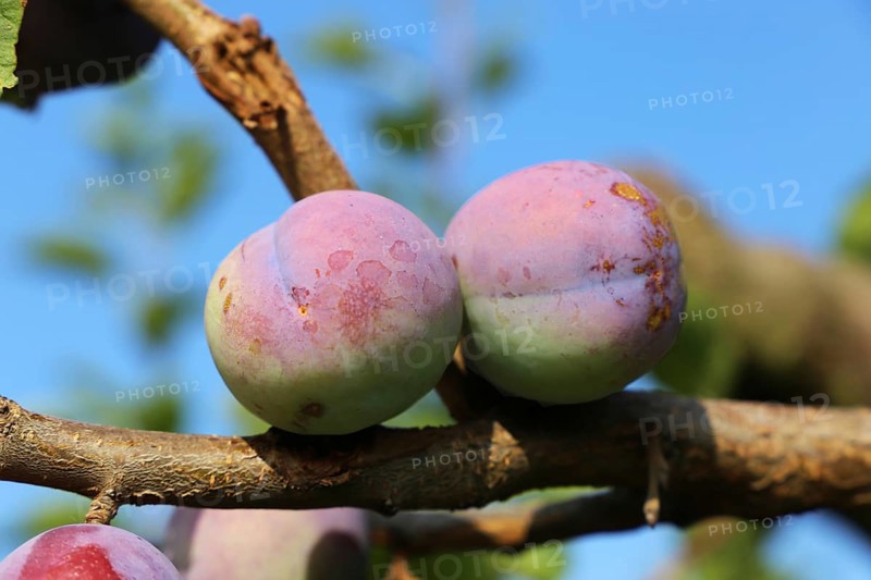 Ripe plums on the tree